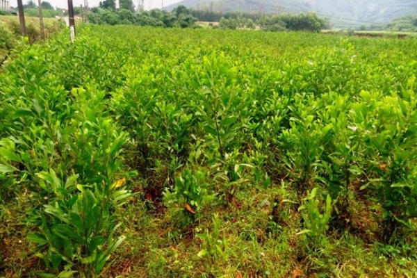 Quy định xử phạt, thu hồi khi lấn chiếm đất