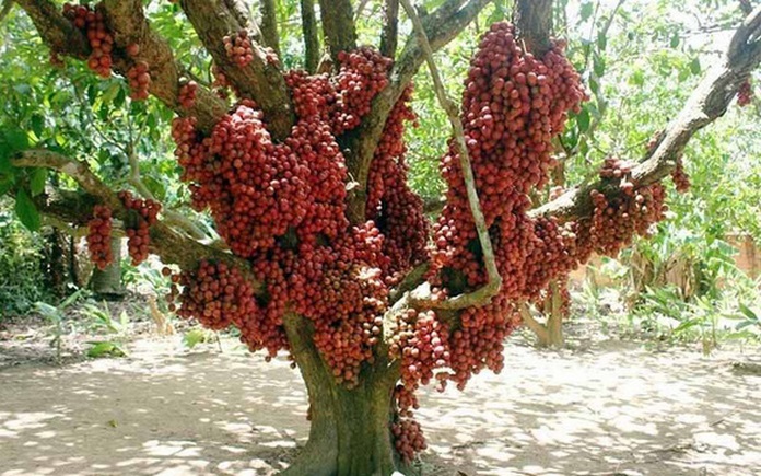 Lại thêm 1 năm lỡ hẹn mùa đỏ chín trên cao nguyên Vân Hòa