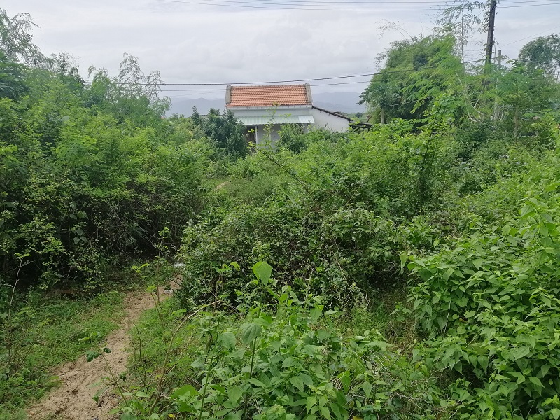 Lô đất vườn 513m2 thôn đa ngư xã hòa hiệp nam