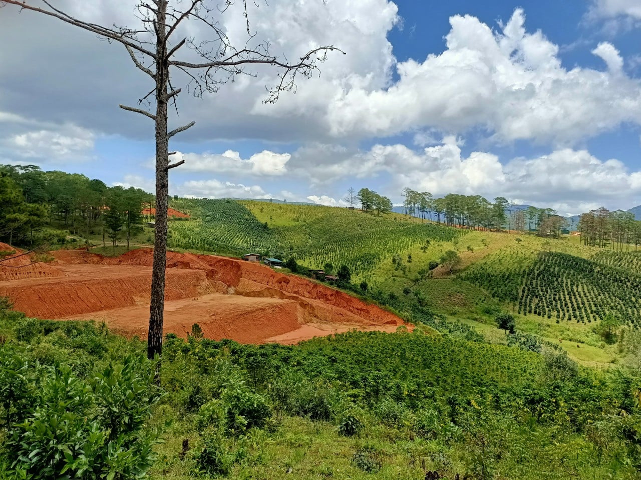 Vườn cà phê Đa Nhim hơn 5000m2 CÓ SỔ RIÊNG NÔNG NGHIỆP