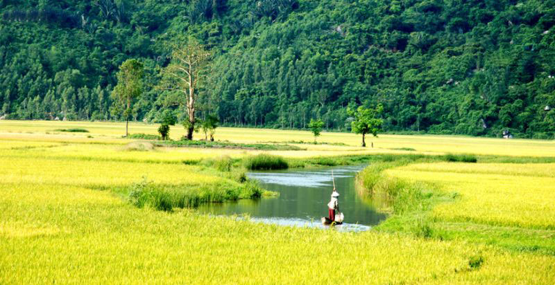 cánh đồng lúa phú yên