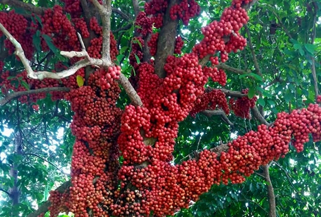 Lỡ hẹn mùa đỏ chín trên cao nguyên Vân Hòa